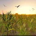 Scenic Sunset Landscape With Cornfield Birds Flying Cooling Towers And Wind Turbines