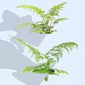 Fresh Green Fern Plants With Lush Feathery Leaves For Indoor Decoration
