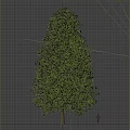 Healthy Tall Arbor With Lush Green Foliage And Strong Trunk Structure