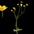 Vibrant Yellow Flowers Arranged in Elegant Vase with Green Stems and Leaves