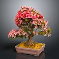 Bonsai Tree With Pink Flowers In Square Light Brown Pot Against Gray Background