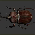 Rhinoceros Beetle With Large Horn Red Shiny Body On Gray Background And Long Legs