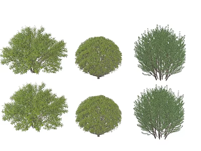 Diverse Green Arbor Varieties With Various Crown Shapes And Lush Foliage 3d model