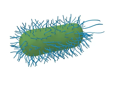 Green Bacterial Cell Structure With Blue Hair Like Cilia And Flagella 3d model