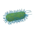 Green Bacterial Cell Structure With Blue Hair Like Cilia And Flagella