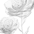 Black and white line art three flowers with detailed petals and stems in sketch style