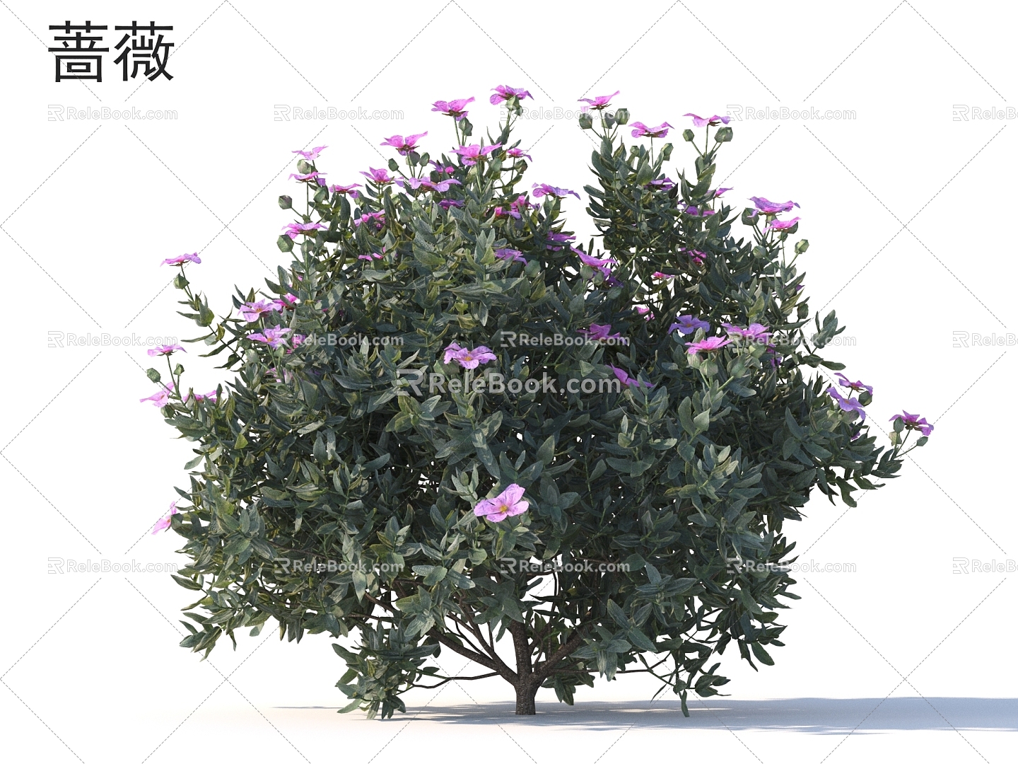 Rosa flowers and shrubs Plants model