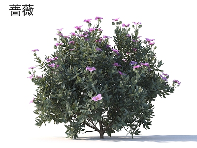 Rosa flowers and shrubs Plants model