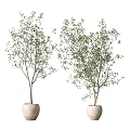 Elegant Indoor Olive Tree Potted Plants In White Ceramic Pots With Green Leaves