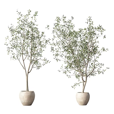 Elegant Indoor Olive Tree Potted Plants In White Ceramic Pots With Green Leaves 3d model