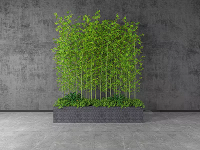 Bonsai Potted Bamboo Plant in Black Rectangular Pot Against Gray Wall and Floor 3d model