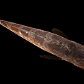 Modern Fish Grouper 3d model