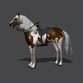 Brown And White Horse With White Mane Tail And Saddle Standing On Gray Background