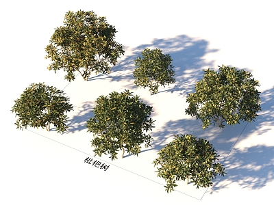 Plants Loquat Tree Plants 3d model