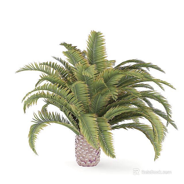 Palm Tree With Green Feathery Leaves And Brown Trunk Lush Foliage 3d model 