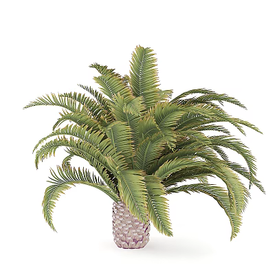 Modern Palm Tree Tropical Plant 3d model