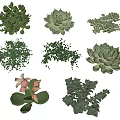 Various Types of Green Succulent Plants With Pink Flowers And Eucalyptus Leaves
