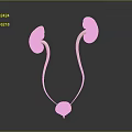 Human Kidneys Ureters and Bladder Anatomy 3D Medical Illustration Structure
