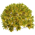Decorative Shrub With Colorful Variegated Red Green And Yellow Leaves For Garden Decoration