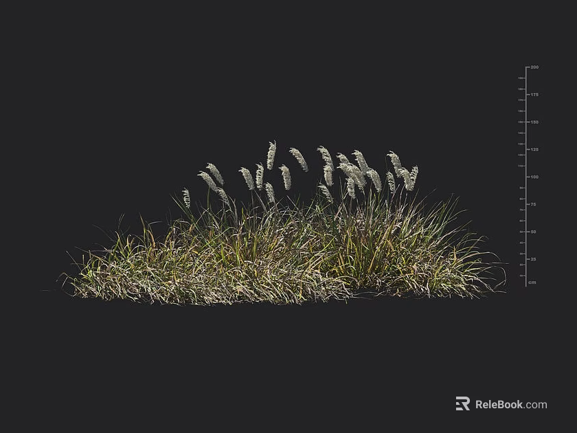 Lush Ornamental Grass With Green Foliage And White Feathery Plumes For Landscaping 3d model 