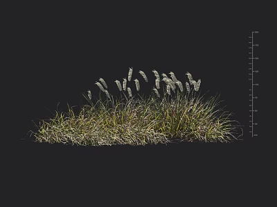 Lush Ornamental Grass With Green Foliage And White Feathery Plumes For Landscaping 3d model