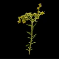 Vibrant Green Stem Plant With Numerous Small Yellow Flowers On Black Background