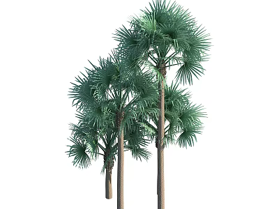 Three Tropical Palm Trees With Green Fronds And Brown Trunks On White 3d model