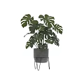 Monstera Plant in Gray Concrete Pot on Black Metal Stand with Large Green Leaves