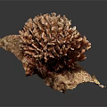 Orange Red Branched Coral Cluster As Marine Aquatic Animal With Textured Surface