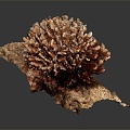 Modern Coral Red Coral White Coral Blue Coral 3d model