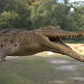 Crocodile With Open Mouth In Natural Habitat With Grassland And Trees