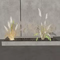 Natural Dried Pampas Grass in Light Rectangular Planter Against Gray Wall Creating Elegant Natural Decor 3d model