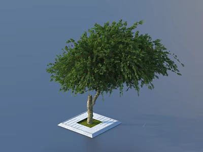 Lush Green Arbor Tree With Dense Foliage On White Square Platform Base 3d model
