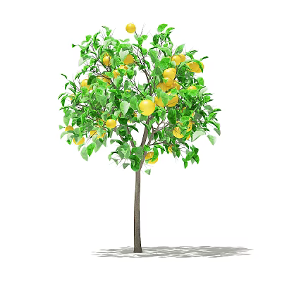 Tall Tree With Lush Green Leaves Bearing Abundant Yellow Fruits 3d model