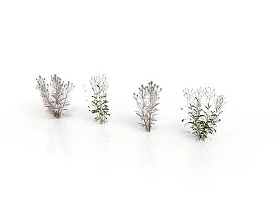 Four Different Decorative Greenery Plants With Delicate Branches Small Leaves And Flowers 3d model