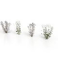 Four Different Decorative Greenery Plants With Delicate Branches Small Leaves And Flowers