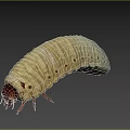 Yellow Caterpillar With Segmented Body Dark Brown Head And Multiple Legs On Gray Background