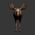 Realistic Moose 3D Model With Brown Body And Large Antlers On Gray Background