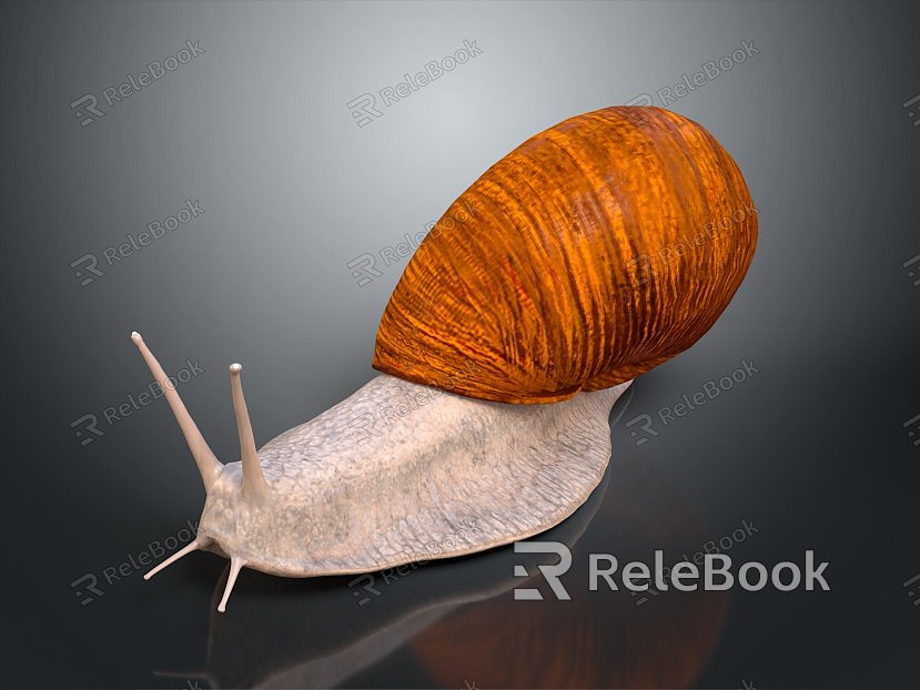 Snail Cartoon Snail Snail Small Snail Reptile Cold Blooded Animal Reptile model