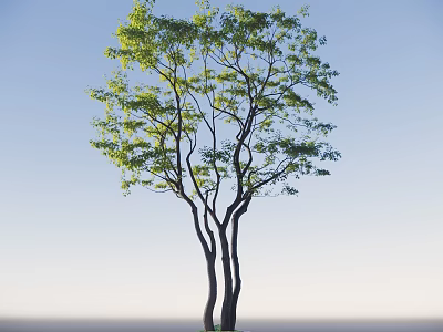 Tall Leafy Arbor With Green Foliage And Multiple Trunks Against Blue Sky 3d model