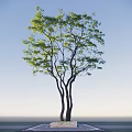 Tall Leafy Arbor With Green Foliage And Multiple Trunks Against Blue Sky
