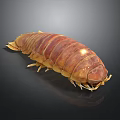 Giant Isopod With Brown Armored Exoskeleton And Many Legs On Dark Background