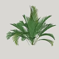 Ornamental Green Shrub With Lush Broad Feathery Leaves For Garden Landscaping
