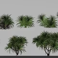 Various Green Leafy Trees With Natural Foliage And Different Growth Forms 3d model