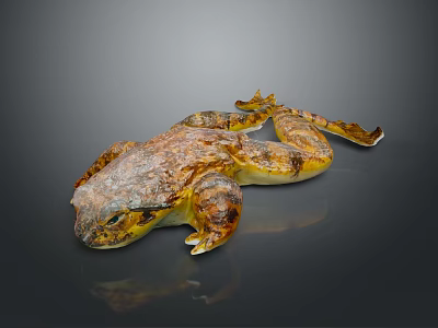 Brown and Yellow Toad With Textured Skin Lying On Dark Reflective Surface 3d model