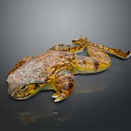 Brown and Yellow Toad With Textured Skin Lying On Dark Reflective Surface 3d model