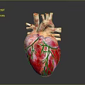 Anatomical Human Heart Organ Model With Detailed Red And Blue Blood Vessels Structure