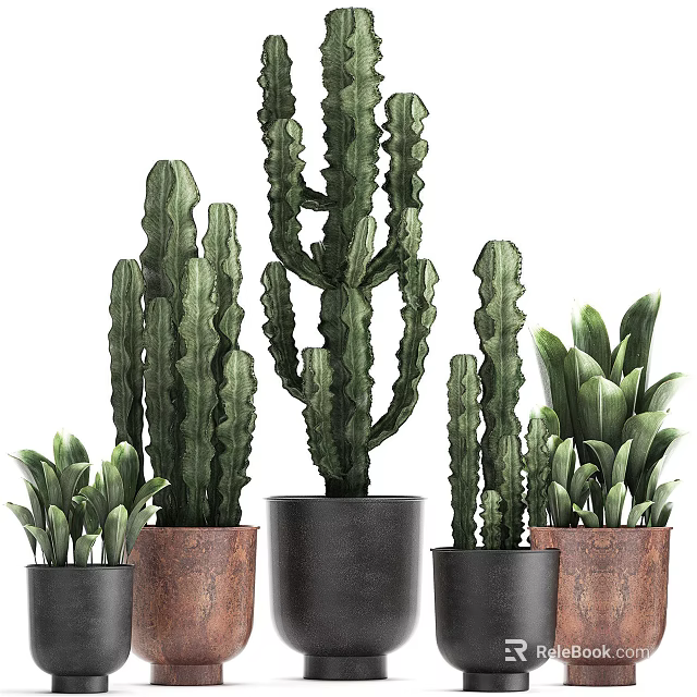 Indoor Potted Cacti And Green Plants With Black And Brown Planters For Home Decor 3d model 