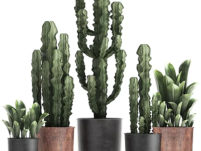 Indoor Potted Cacti And Green Plants With Black And Brown Planters For Home Decor 3d model