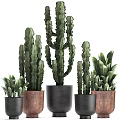 Indoor Potted Cacti And Green Plants With Black And Brown Planters For Home Decor